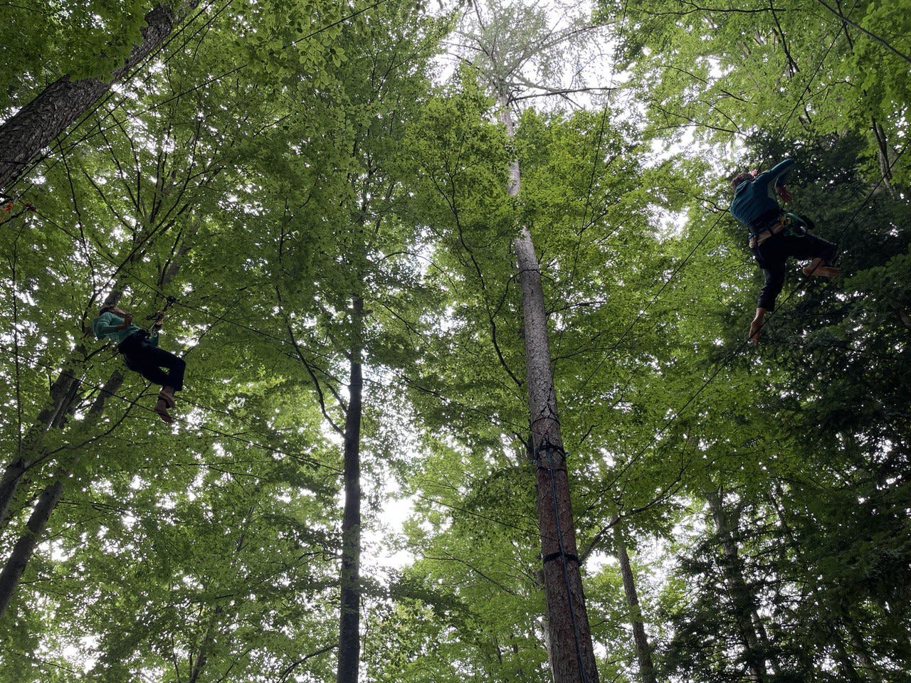 Hanging from lush green trees, the performers seem suspended