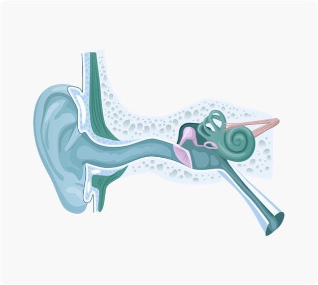 Diagram of an ear canal