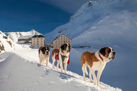 Snowshoeing to the Grand St. Bernard Monastery in the Swiss Alps