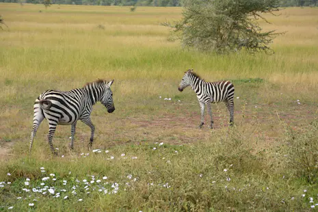 Tanzania Safari from Arusha, 5 days