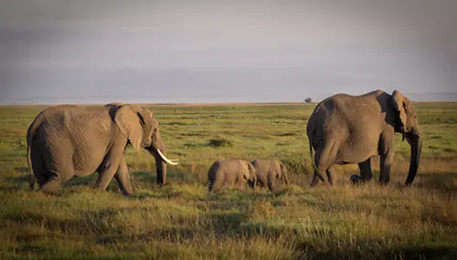 Kenya National Parks, 9-day Safari