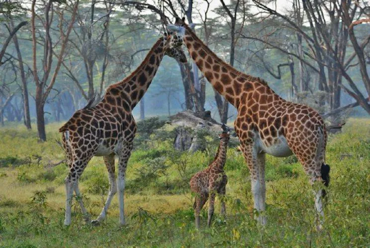 Rothschild-Giraffes-at-Lake-Nakuru