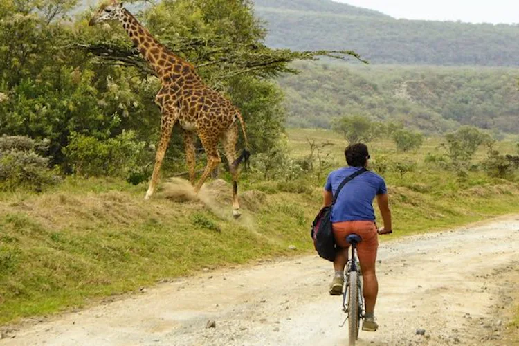 kenya-cycling-wildlife