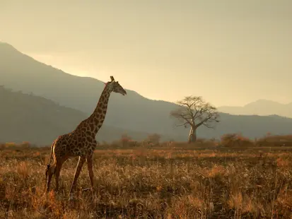 11-day Luxury Tanzania safari and family adventure tour: Tarangire National Park, Serengeti National Park & Zanzibar