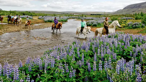 Visit the Leiðarendi Cave and enjoy horseback riding in Iceland at the Laxnes Horse Farm