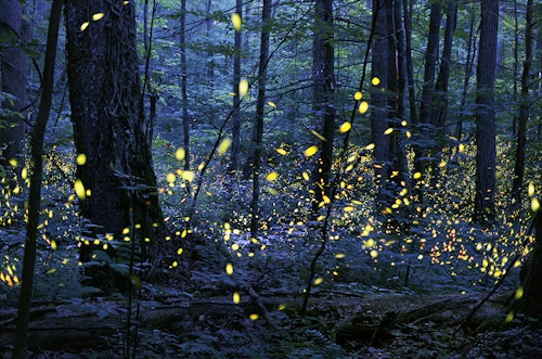 Visit the firefly sanctuary in Puebla, Mexico and hike on Mount Tlaloc (2 days)