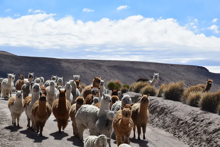 5-day “Highlights of northern Chile” sightseeing and walking tour, from Arica