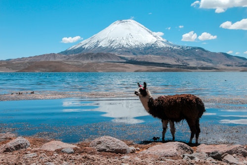 2-day Lauca National Park and surroundings hiking and sightseeing tour in northern Chile