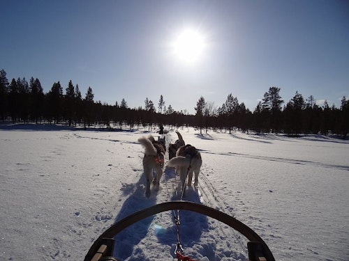 Winter in Lapland: 8-day Snowshoeing tour with dog sledding, reindeer and the Northern Lights in Finland