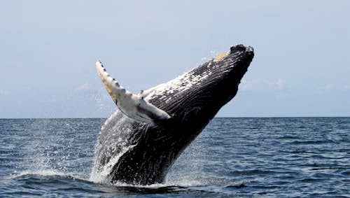 Whale watching in Hermanus, Day trip from Cape Town, South Africa