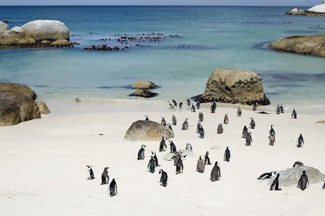 Kayak to the penguin colony at Boulders Beach in South Africa, from Cape Town (Half-day)