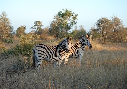 4-day Walking safari in the Kruger National Park in South Africa