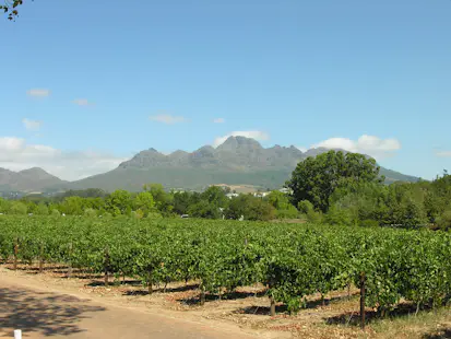 Horseback riding through the vineyards near Cape Town, South Africa (Half-day)