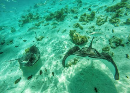 Visit Antigua’s Stingray City with a local guide (Half-day)