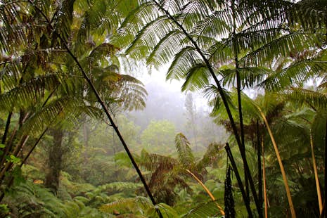 Half-day Rainforest hike on the En Bas Saut Trail in the Edmund Forest Reserve, St. Lucia