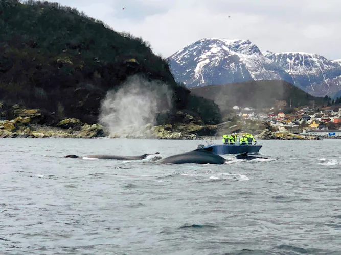 Whale watching in the Lygnen Fjord