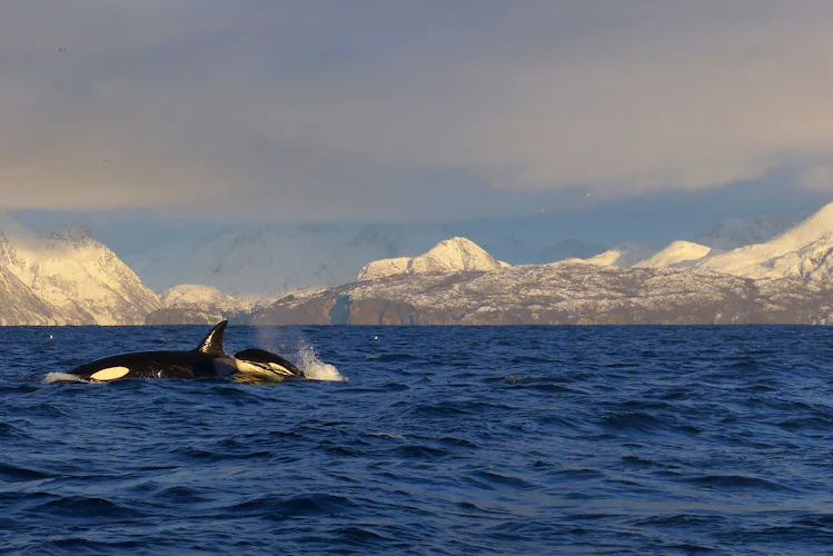 Whale watching in the Lygnen Fjord