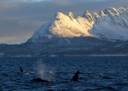 Semaine d'observation des baleines dans le fjord de Lyngen en Norvège, Uloya (7 jours)