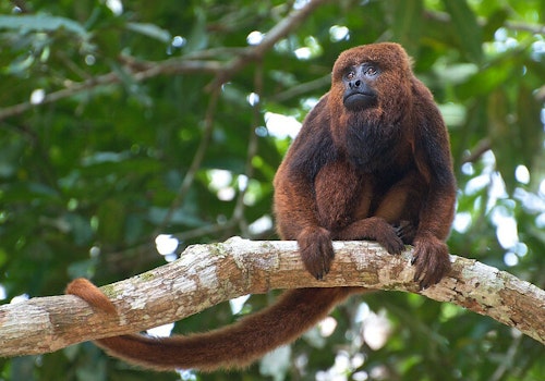 Day hike in the Bush Bush Wildlife Sanctuary (Nariva Swamp), home of the red howler monkey in Trinidad & Tobago