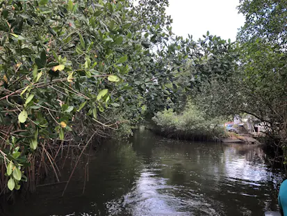 Wetland kayaking tour through the mangroves in Trinidad & Tobago’s Caroni Swamp, from Crown Point (Half-day)
