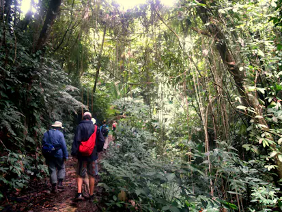 Gilpin Trace, Half-day hike in the Tobago Main Ridge Forest Reserve, Trinidad & Tobago