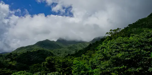 El Toro Trail, Off the beaten path day hike in El Yunque National Forest, Puerto Rico
