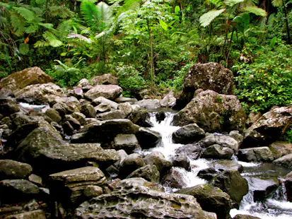 Zip lining in El Yunque National Forest in Puerto Rico, near San Juan (Half-day)