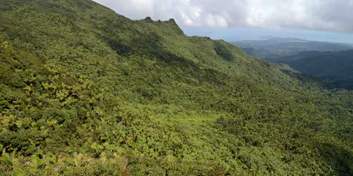 La Coca Trail, Half-day Hike in El Yunque National Forest, Puerto Rico
