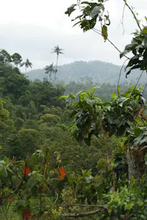 Hiking and local agricultural tour in the Dominican Republic’s cloud forest in Cachote