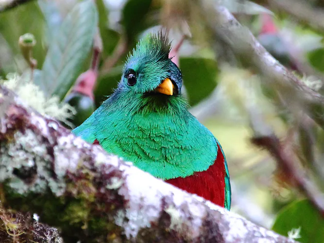 Quetzal bird at Sendero de los Quetzales