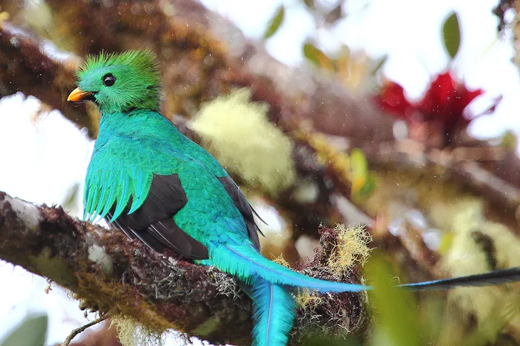 Quetzal bird watching at Sendero de los Quetzales