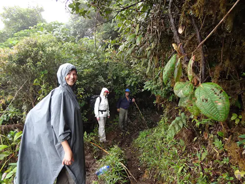 Randonnée dans la forêt nuageuse du Panama sur le sentier "El Pianista", près de Boquete.
