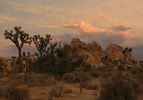 Guided rock climbing for individuals, pairs and small groups in the Joshua Tree National Park (half-day)