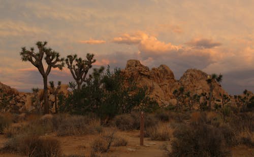 Guided rock climbing for individuals, pairs and small groups in the Joshua Tree National Park (half-day)