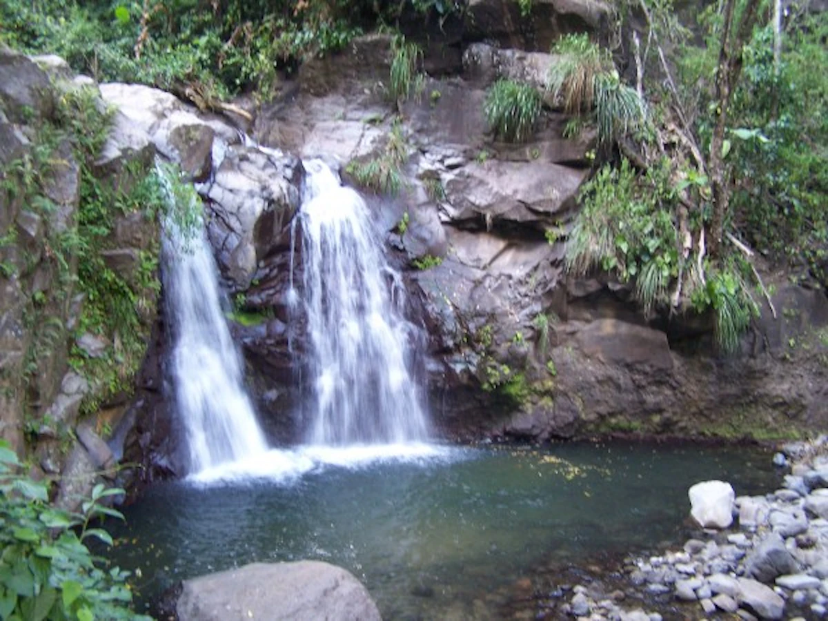 Day hike in a tropical rainforest from Absalon to the Fontaine Didier waterfall in Martinique 2