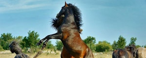 cabulja-horses-1000
