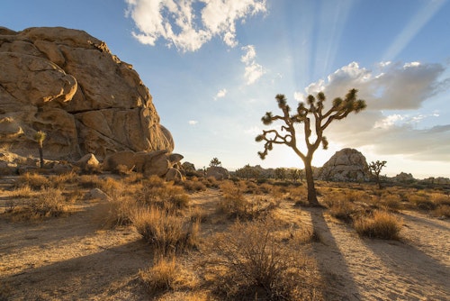 Rock climbing for beginners in the Joshua Tree National Park, near Los Angeles (Half-day)