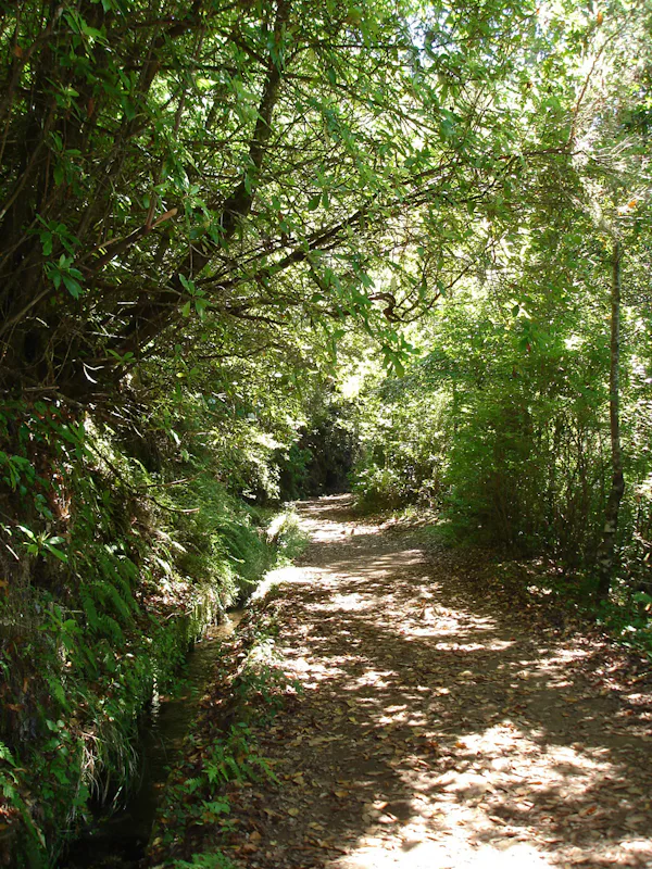 Levada do Furado, Half-day hike from Ribeiro Frio to Portela in Madeira