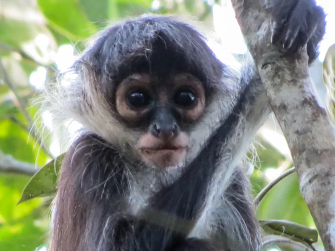 baby monkey, Coba and Punta Laguna