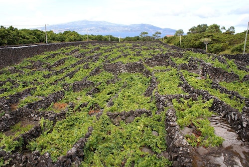 Wine Tour: 1-day Walking tour through the villages and vineyards of Pico Island