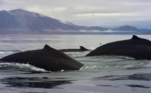 Lorino: A journey of whales and whalers in Chukotka, Russia (11 days)