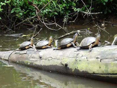 Nocturnal turtle tour in the Tortuguero National Park, northern Caribbean Coast