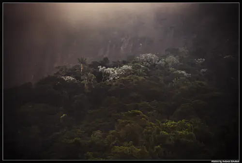 Excursión de un día al Bico do Papagaio en el Parque Nacional de la Tijuca, Río de Janeiro