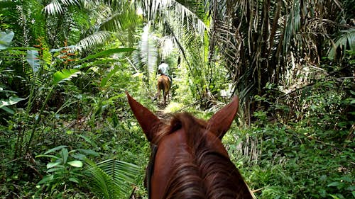 Half-day horseback riding and  cenote adventure in Yucatan, from Cancun