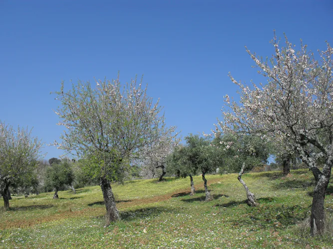 Almond tree blossom in West Algarve walk
