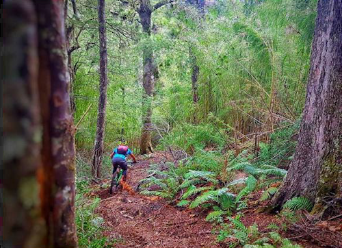 Half-day Mountain bike descents on the volcanoes around Pucón