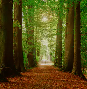Foret de Soignes and Parc de Tervuren 1-day guided hike in Brussels