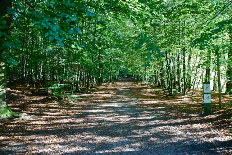 Randonnée d'une journée dans la Forêt de Soignes et le Parc de Tervuren à Bruxelles avec un guide