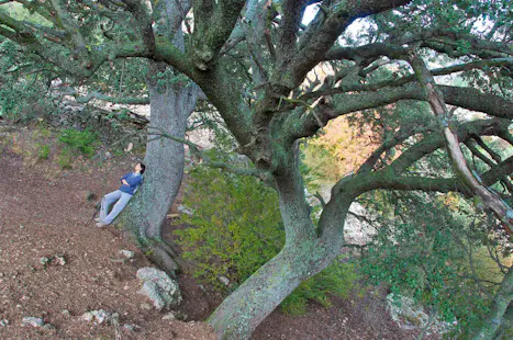 “Forest Bathing” near Barcelona, Half-day