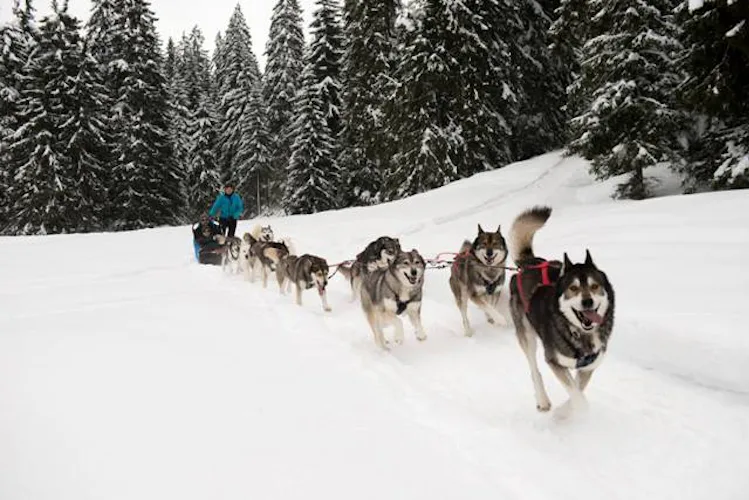 Nordic activities in the Jura Mountains, XC skiing, snowshoeing, dog sledding, biathlon 3